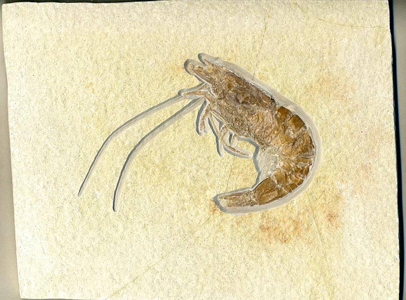 Schwimmkrebs aus dem Solnhofener Plattenkalk