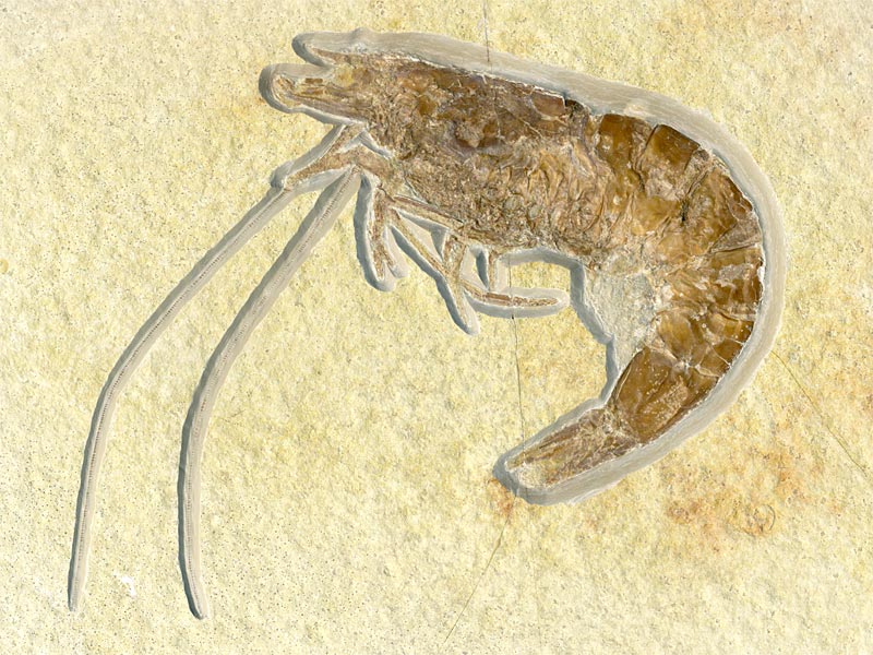 Schwimmkrebs aus dem Solnhofener Plattenkalk