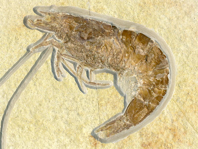 Schwimmkrebs aus dem Solnhofener Plattenkalk