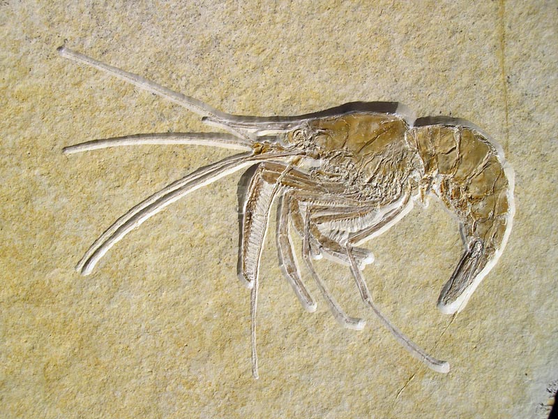 Schwimmkrebs aus dem Solnhofener Plattenkalk