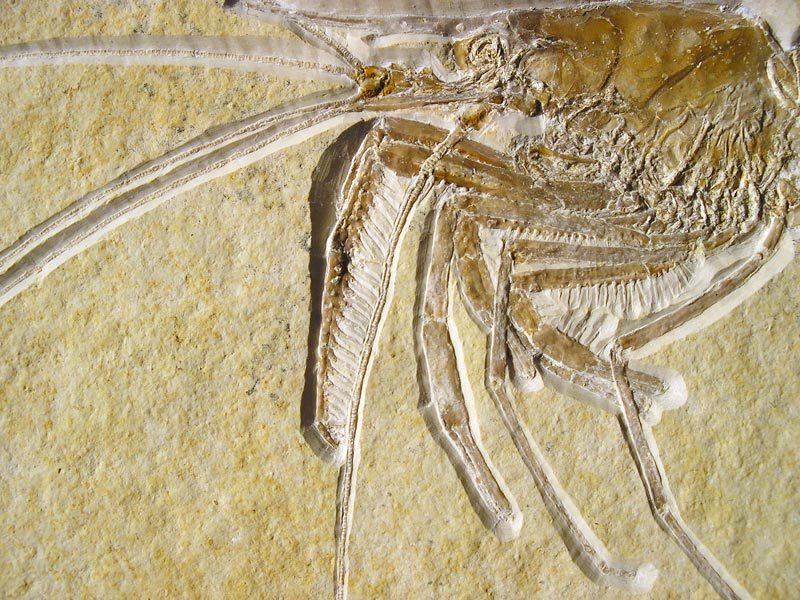 Schwimmkrebs aus dem Solnhofener Plattenkalk