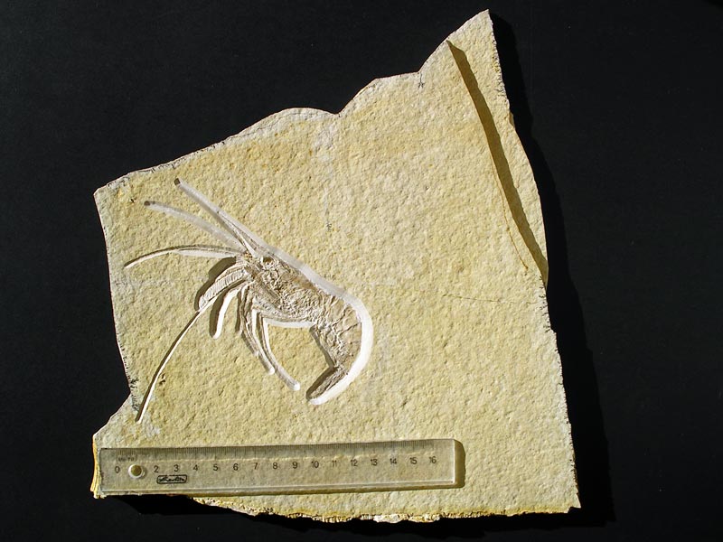 Schwimmkrebs aus dem Solnhofener Plattenkalk