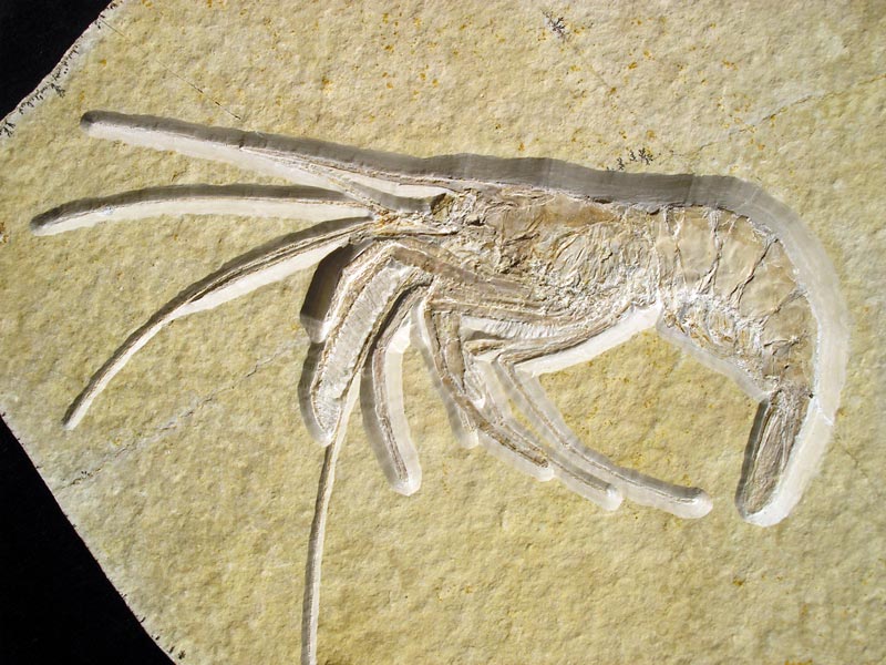 Schwimmkrebs aus dem Solnhofener Plattenkalk