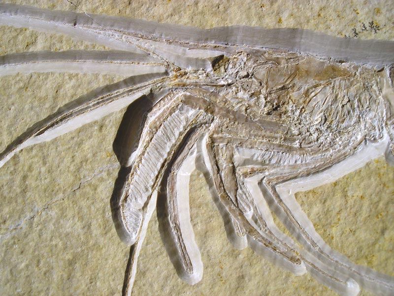 Schwimmkrebs aus dem Solnhofener Plattenkalk