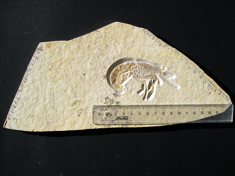 Schwimmkrebs aus dem Solnhofener Plattenkalk