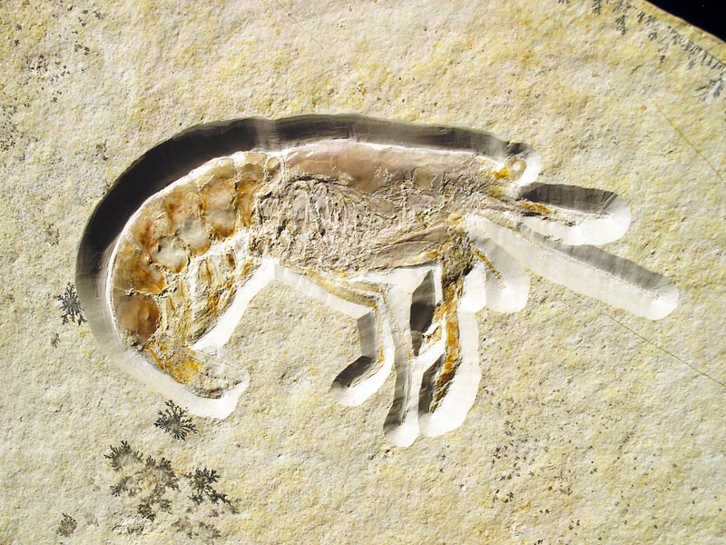 Schwimmkrebs aus dem Solnhofener Plattenkalk