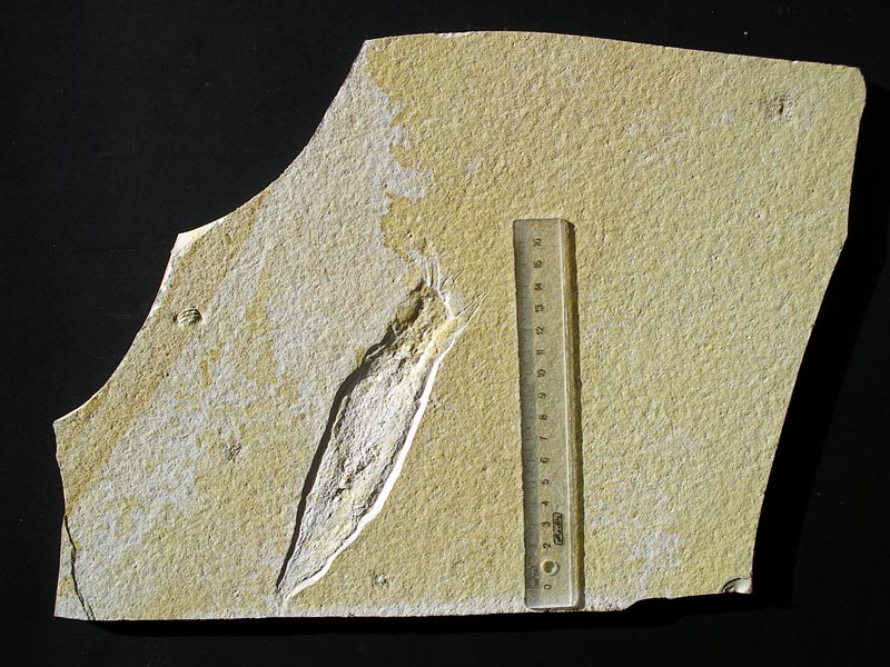 Tintenfisch aus dem Solnhofener Plattenkalk