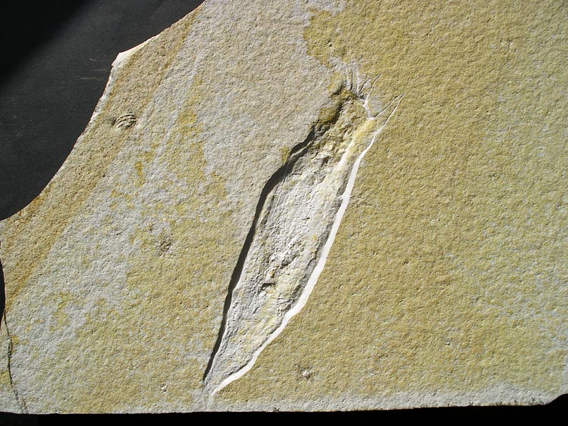 Tintenfisch aus dem Solnhofener Plattenkalk