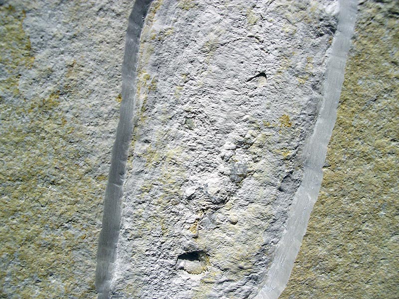 Tintenfisch aus dem Solnhofener Plattenkalk