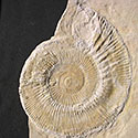 Ammonit aus dem Solnhofener Plattenkalk