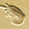 Fossilien aus dem Solnhofener Plattenkalk