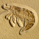 Fossilien aus dem dem Solnhofener Plattenkalk