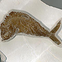 Schmelzschuppenfisch, Pholidophorus sp.