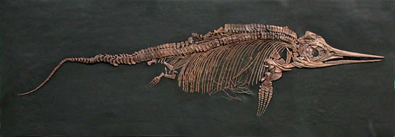 Fischsaurier - Ichthyosaurier