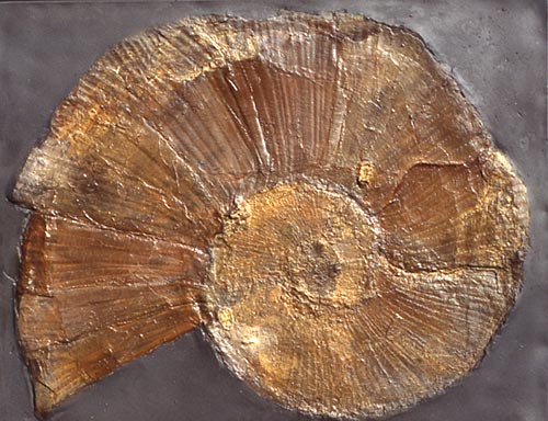 Ammonit, Lytoceras cornucopiae