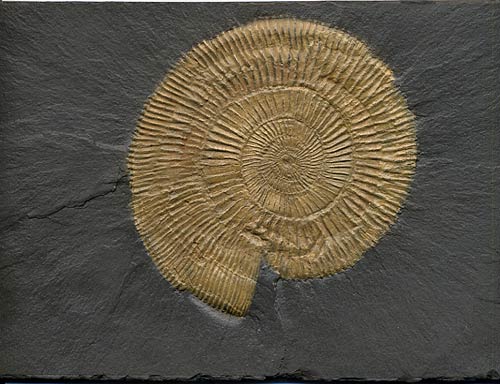 Ammonit, Dactylioceras commune