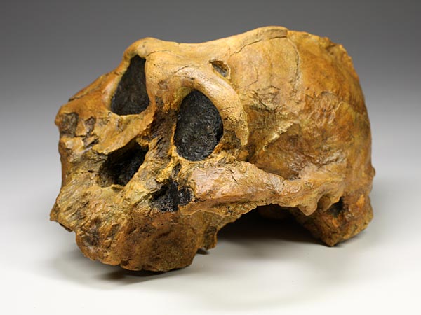 Sch�del eines Australopithecus (Paranthropus) boisei