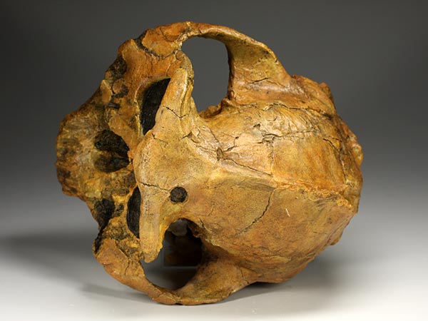 Sch�del eines Australopithecus (Paranthropus) boisei