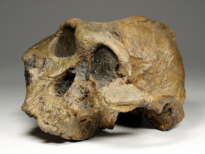 Schdel eines Australopithecus (Paranthropus) boisei