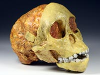 Schädel mit Unterkiefer eines Australopithecus africanus (Taung Baby)