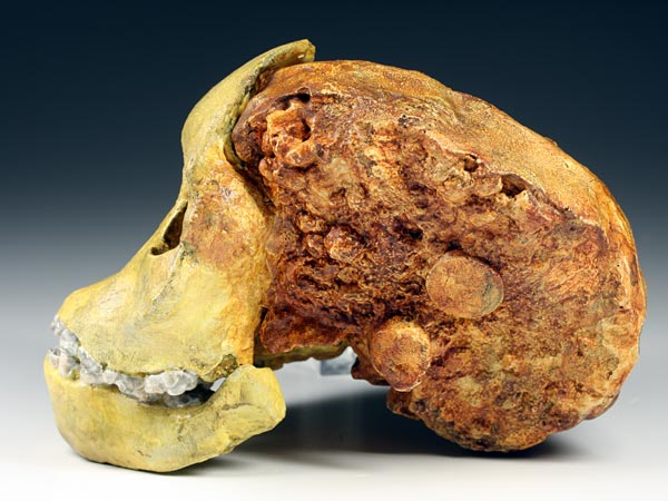 Schdel eines Australopithecus africanus, Taung Baby