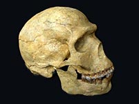 Schädel eines Homo sapiens (neanderthalensis)