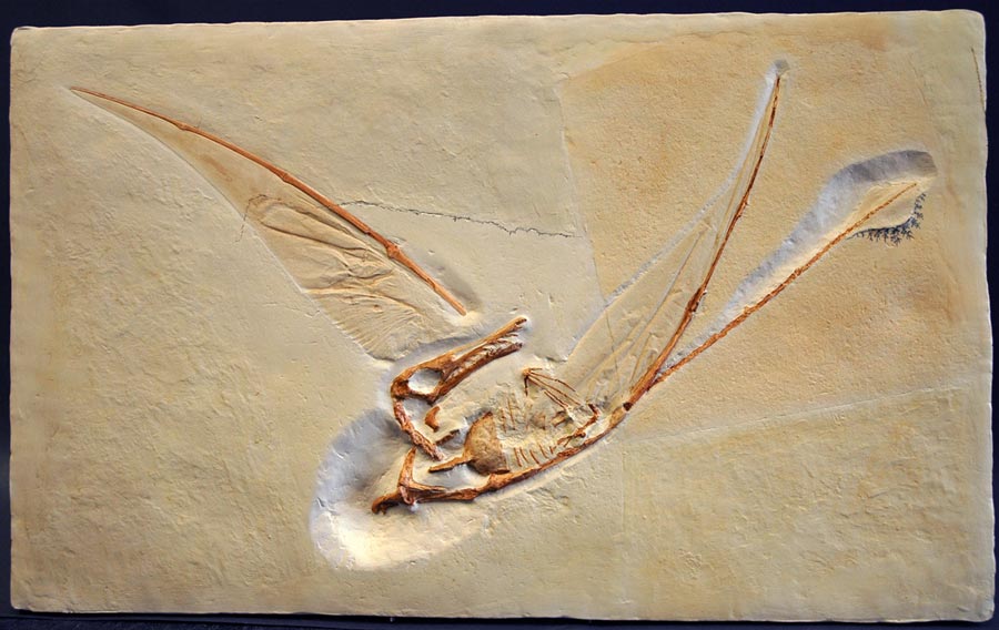 Replik eines Flugsaurier, Ramphorhynchus phyllurus