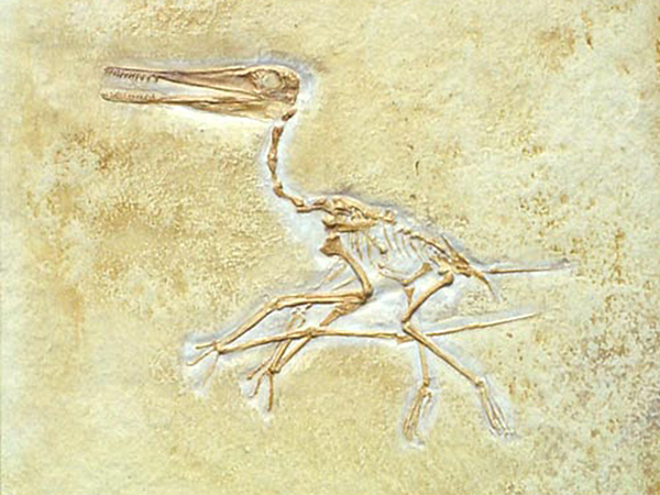 Flugsaurier, Pterodactylus