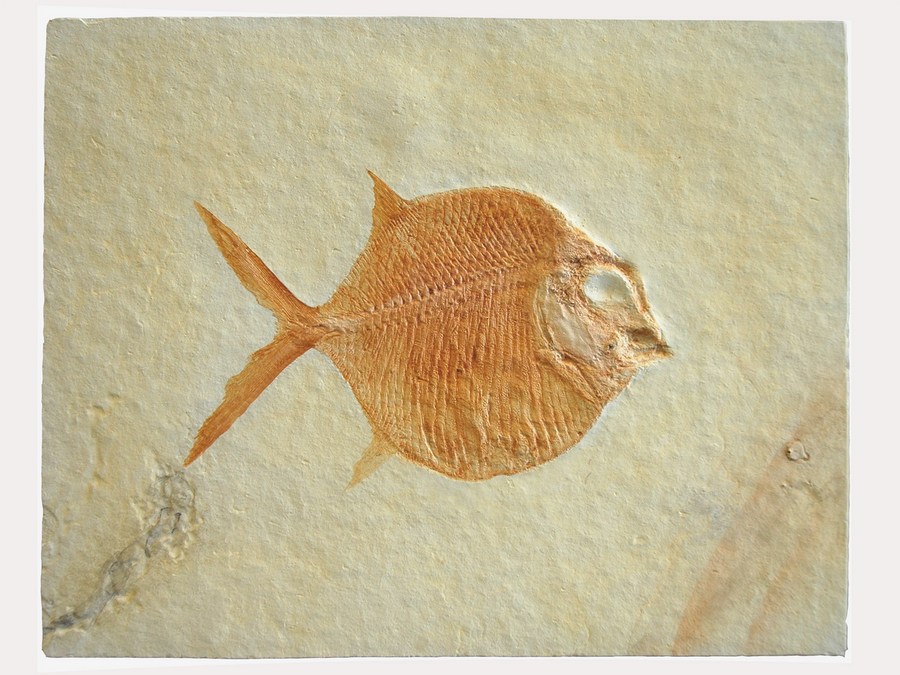 Replik eines Kugelzahnfisches