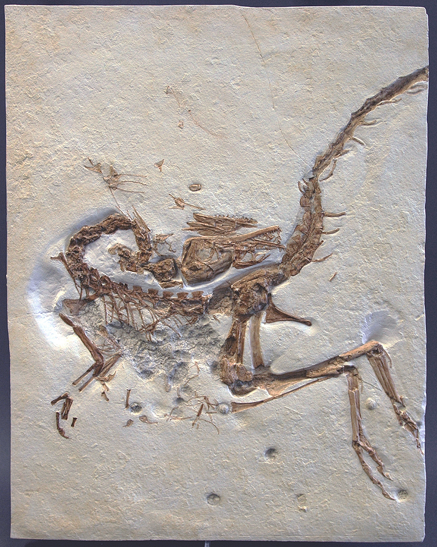 Replik eines Compsognathus