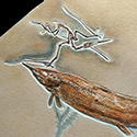 Replik eines Flugsauriers mit einem Schnabelfisch