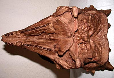 Prenocephales prenes