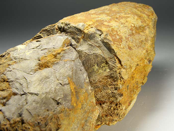 Sto�zahn eines Gomphotheriums