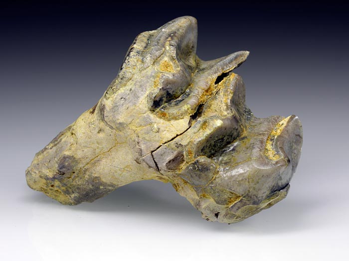 Backenzahn eines Deinotherium bavaricum
