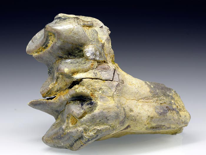 Backenzahn eines Deinotherium bavaricum