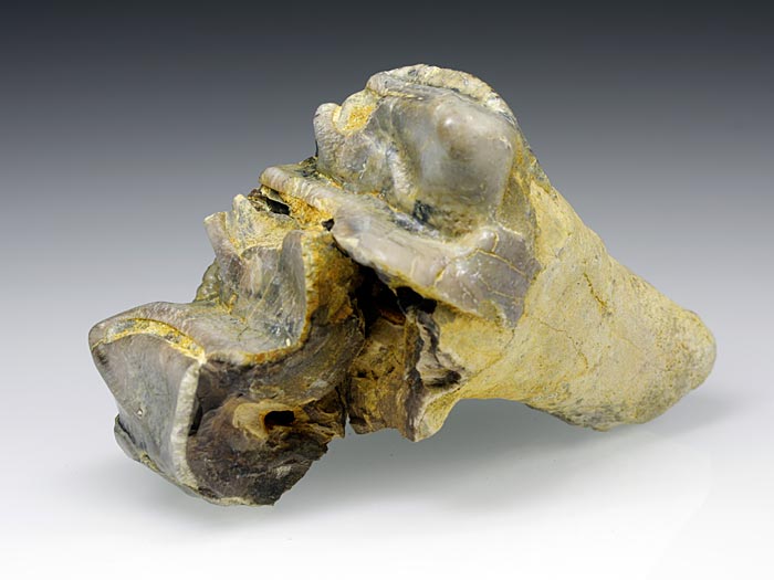 Backenzahn eines Deinotherium bavaricum