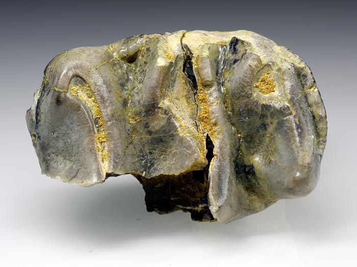 Backenzahn eines Deinotherium bavaricum