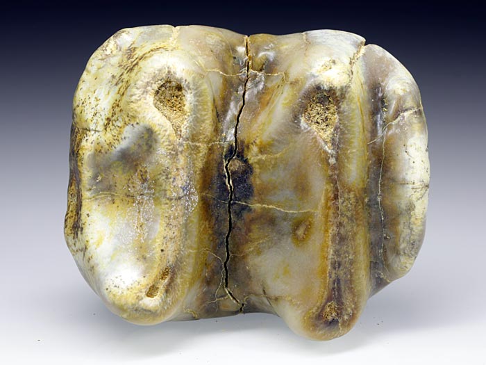 Backenzahn eines Deinotherium bavaricum