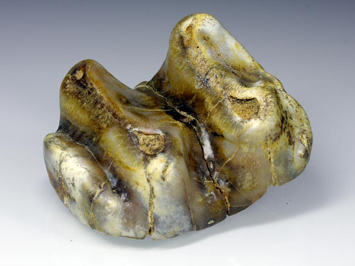 Backenzahn eines Deinotherium bavaricum