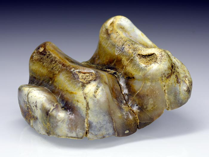 Backenzahn eines Deinotherium bavaricum