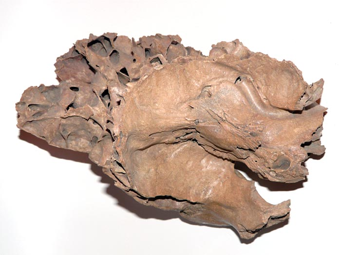 Sch�delfragment eines Mammuts
