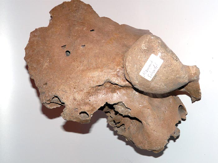 Sch�delfragment eines Mammuts