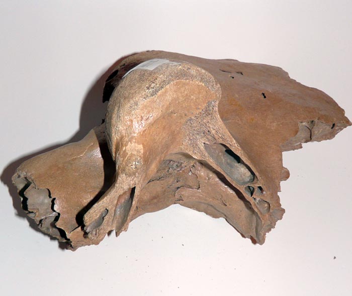 Sch�delfragment eines Mammuts