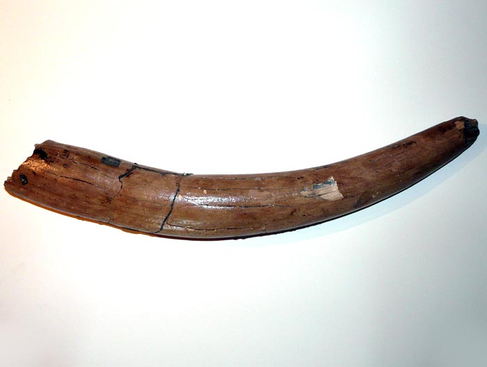 Mammutsto�zahn