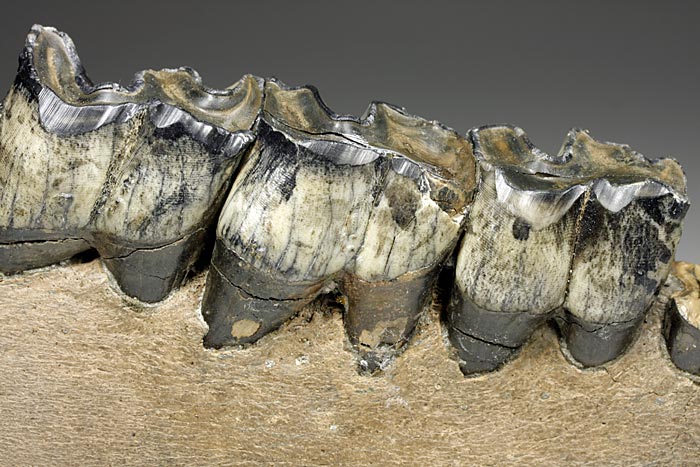 Kiefer eines Wollhaarnashornes