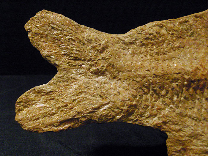 Fisch aus der Santana Formation, Brasilien
