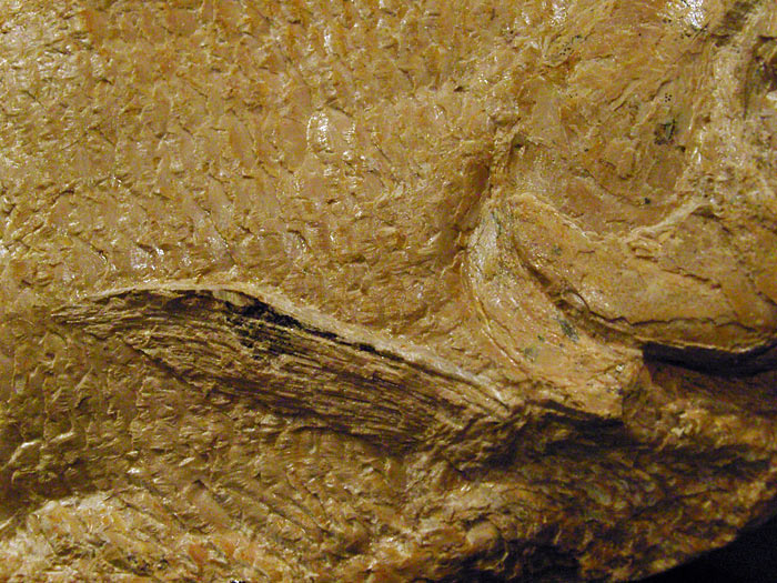 Fisch aus der Santana Formation, Brasilien
