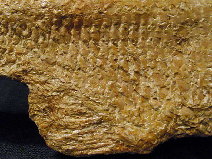 Fisch aus der Santana Formation, Brasilien