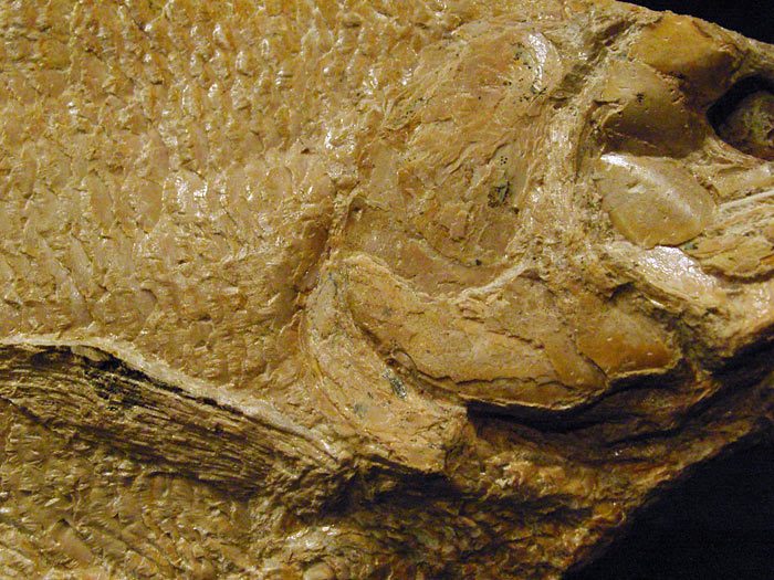 Fisch aus der Santana Formation, Brasilien