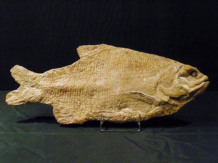 Fisch aus der Santana Formation, Brasilien